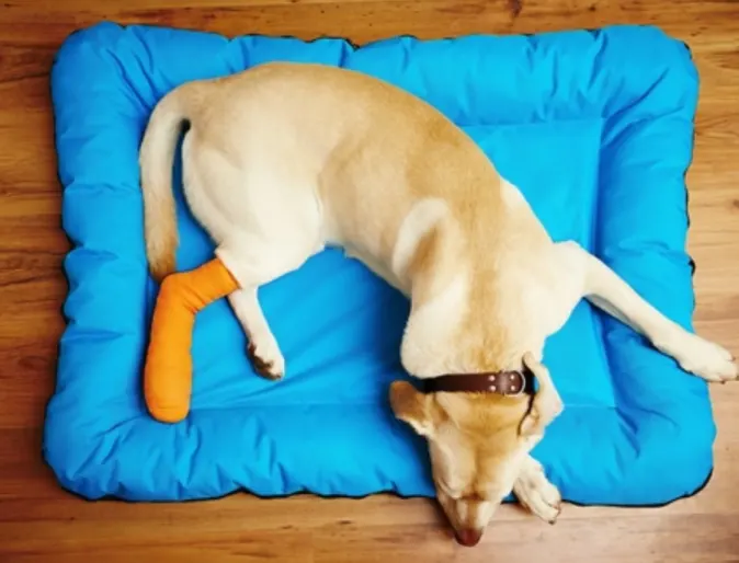 Brown Dog Lying on Blue Bed with Bandaged Leg
